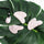 PARSA Beauty NATURE LOVE Gua Sha Massagestein Rosenquarz Beauty